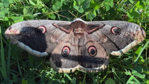 Butterfly moth Vidéo 154635186