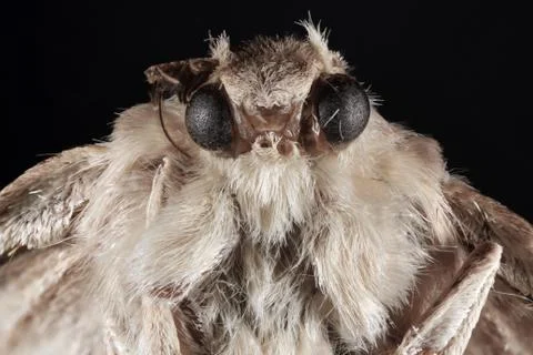 Butterfly moth Stock Photos