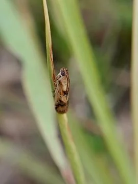 Butterfly moth Stock Photos