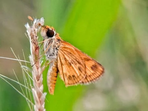 Butterfly moth Stock Photos