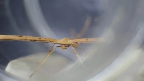 Butterfly moth pterophorus Hellinsia, macro shoot 動画素材 70238410