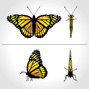 Butterfly moth vector monarch orange insect flutter Stock Illustration