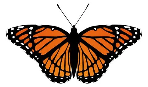 Butterfly moth vector monarch orange insect flutter Stockillustratie