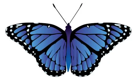 Butterfly moth vector monarch orange insect flutter Stock Illustration