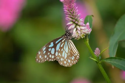 Butterfly in motion. Stock Photos