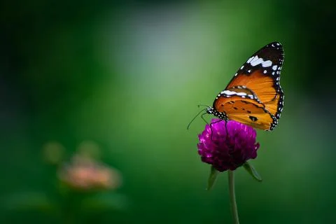Butterfly in motion. Stock Photos