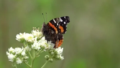 Butterfly In Mountain Field Stock Footage 278014270