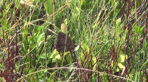 Butterfly, mountain 스톡 동영상 40897576