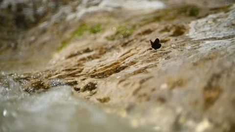 A butterfly on a mountain river rock with flowing water (slow motion, bokeh) Stock Footage 212733097