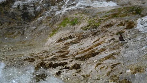 A butterfly on a mountain river rock with flowing water Video stock 212733332