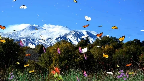 Butterfly in the mountains Видео 77316343