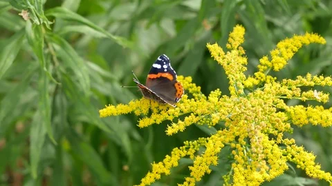 The butterfly moves around. Video stock 117223937
