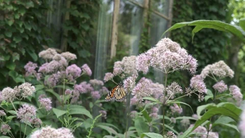 Butterfly moving with the wind on flower Vidéo 124939456