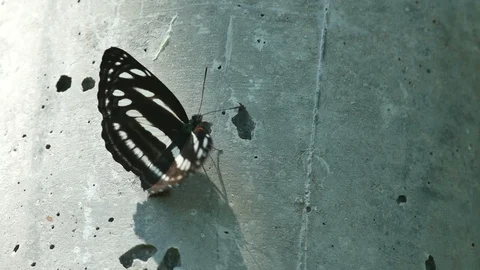 Butterfly moving the wings on the cement pipe Stock Footage 99601020