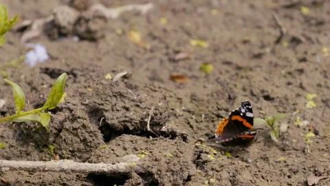 Butterfly in the mud Stock Footage 83880661