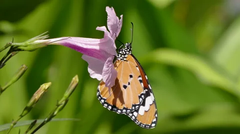 Butterfly in nature background Stock Footage 66883744