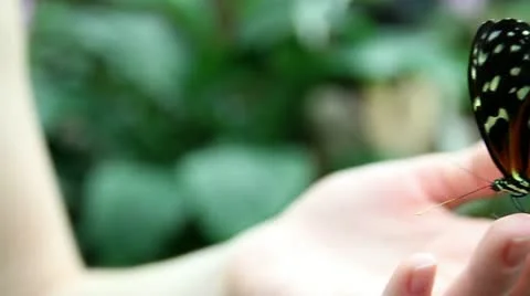 Butterfly in a nature Stock Footage 27862124