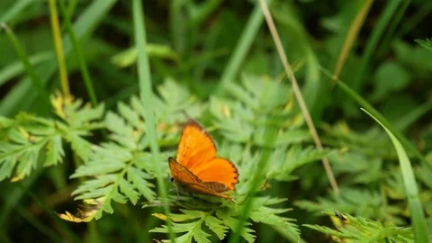 Butterfly in nature Video stock 77733420