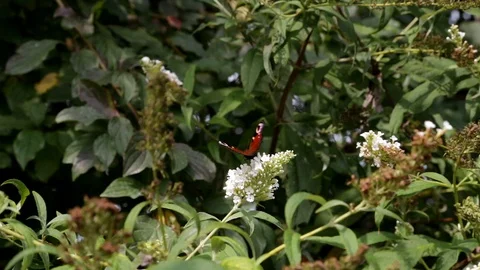 Butterfly in Nature Stock Footage 101741845