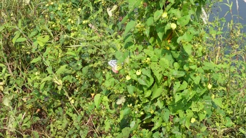 Butterfly in nature Stock Footage 291234615