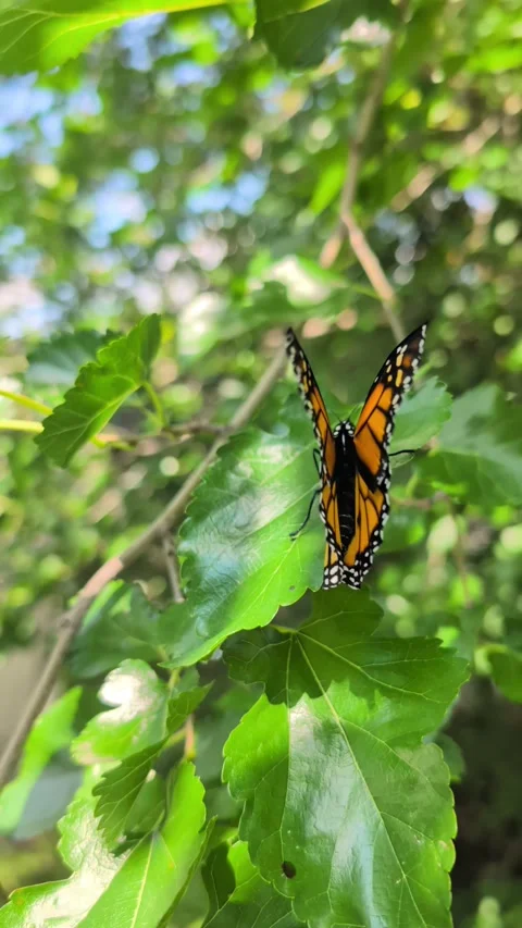 Butterfly in nature Stock Footage 314678055