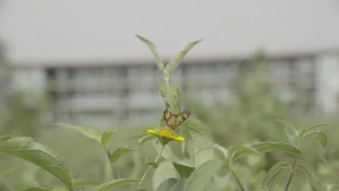 Butterfly in Nature Stock Footage 338112522