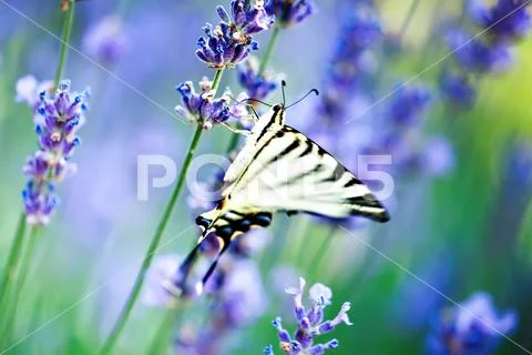 Butterfly in nature habitat. Nice insect. Butterfly in the green forest. Hori Stock Photos