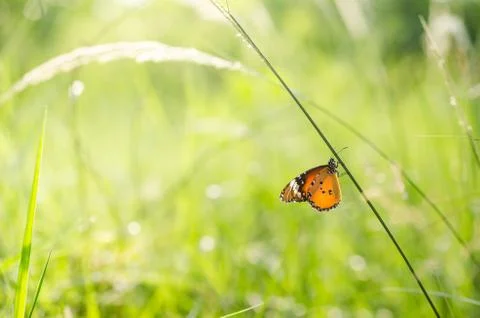 Butterfly in the nature Stock Photos