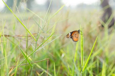 Butterfly in the nature Stock Photos