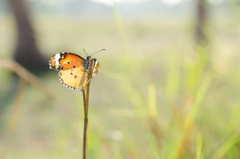 Butterfly in the nature Foto stock