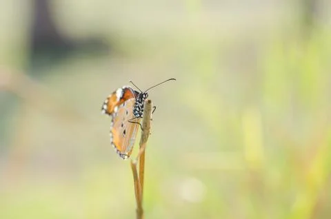 Butterfly in the nature Stock Photos