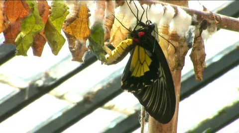 Butterfly near a cocoon Stock Footage