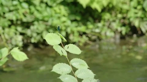 Butterfly near stream Video stock 171242769