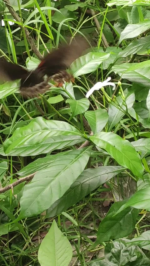 Butterfly nectar feeding on white flower in lush greenery Stock Footage 335118414