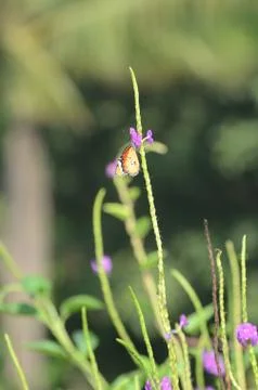 Butterfly Nectar Фото