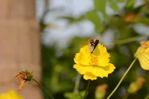 Butterfly nectar process Фото