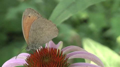 Butterfly nectar sobirat. Stock Footage 7754907