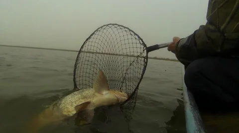 In a butterfly net Video stock 35930427