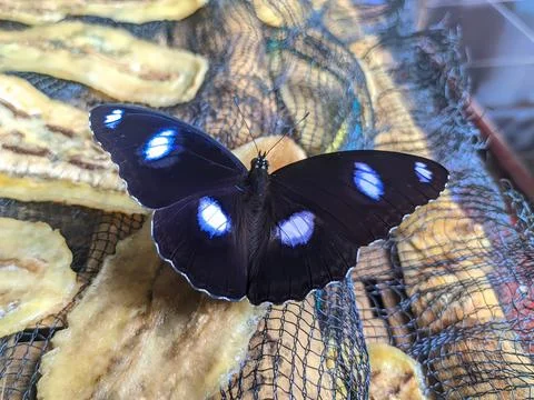 Butterfly on the net Stock Photos