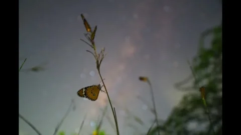 Butterfly Nightscape Stock Footage 313188594