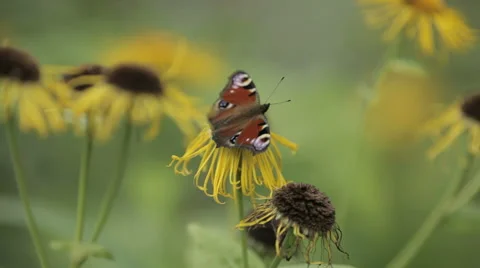 Butterfly Nymphalidae Stock Footage 53465374