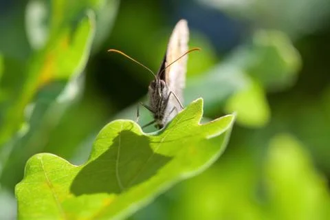 Butterfly on oak leaf Stock Photos