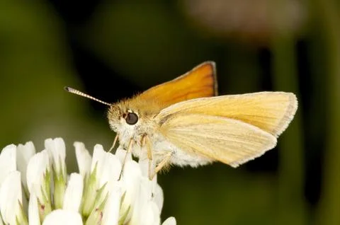 Butterfly - Ochlodes sylvanus Stock Photos