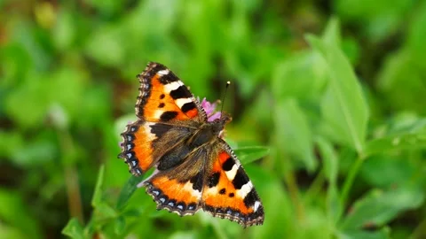 A butterfly with one antennae eats nectar on a clover flower. 스톡 동영상 159658590
