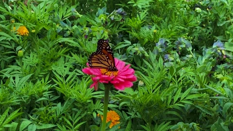 Butterfly onPink Flower Stock Footage 159322756