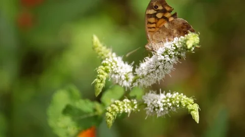 Butterfly - open wings Video stock 112325122