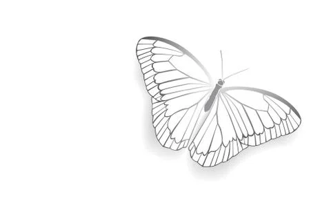 Butterfly with open wings Stock Illustration