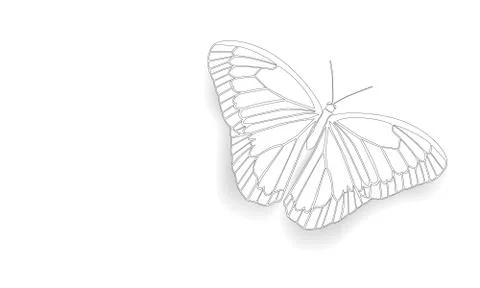 Butterfly with open wings Stock Illustration