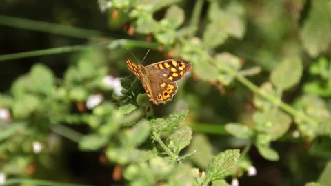 Butterfly open wings standing on leaf Video stock 112325124
