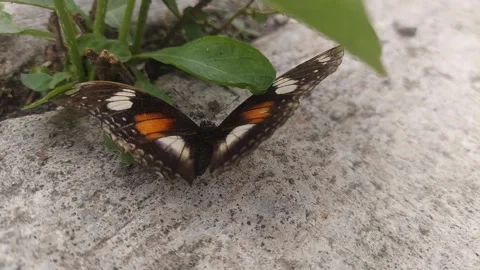 Butterfly Opening Wings on the Ground Stock-Footage 295282774